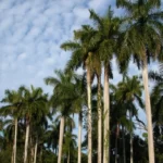 florida royal palm roystonea regia