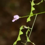 florida ticktrefoil desmodium floridanum