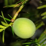 florida torreya fruit torreya taxifolia