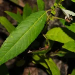 florida willow salix floridana
