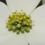 flowering dogwood cornus florida