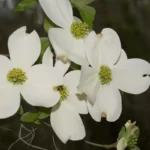 flowering dogwood flowers cornus florida