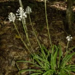 flypoison amianthium muscaetoxicum
