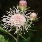 flyrs nemesis flower brickellia cordifolia