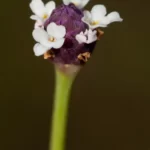 fogfruit phyla nodiflora