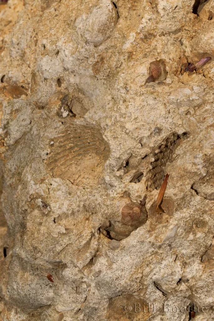 fossil shells fossil shells