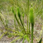 foxtail clubmoss lycopodiella alopecuroides