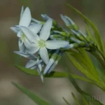 fringed bluestar amsonia ciliata