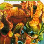 Gardening with Carnivores Sarracenia Pitcher Plants in Cultivation and in the Wild by Nick Romanowski