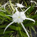 gholsons spiderlily hymenocallis gholsonii