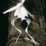 ghost orchid dendrophylax lindenii