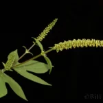 giant ragweed ambrosia trifida