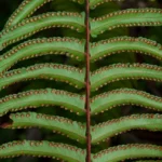 giant sword fern leaf nephrolepis biserrata