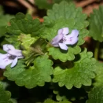 gill over the ground flowers glechoma hederacea