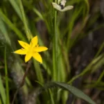 glossyseed yellow stargrass hypoxis sessilis
