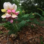 goats rue wide angle tephrosia virginiana