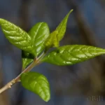 godfreys swampprivet leaves forestiera godfreyi