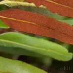 golden leather fern acrostichum aureum 2