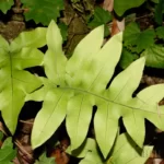 golden polypody phlebodium aureum