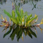goldenclub orontium aquaticum