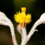 goldencrest lophiola