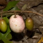 gopher apple fruit licania michauxii
