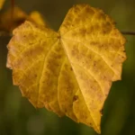grape leaf in fall color vitis rotundifolia