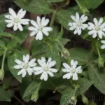 great chickweed stellaria pubera