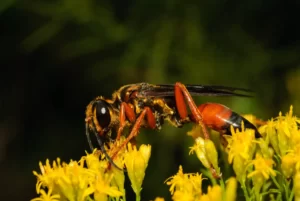 great golden digger wasp sphex ichneumoneus