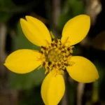 green and gold chrysogonum virginianum