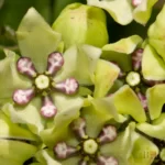 green antelopehorn asclepias viridis