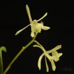 green fly orchid epidendrum conopseum
