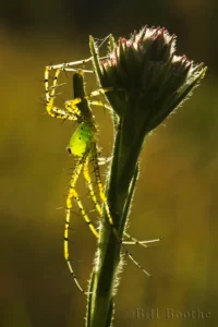 green lynx spider backlit peucetia viridans