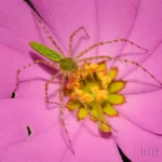 green lynx spider on rosegentian peucetia viridans
