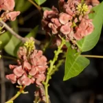 groundnut apios americana