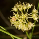 gulf coast swallowwort cynanchum angustifolium