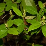gulf sebastian bush ditrysinia fruticosa