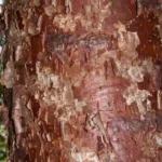 gumbo limbo peeling bar bursera simaruba