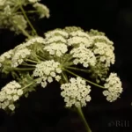 hairy angelica angelica venenosa