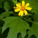 hairy leafcup smallanthus uvedalia
