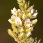 hairy lespedeza lespedeza hirta