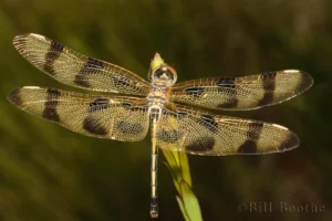 halloween pennant dragonfly celithemis eponina