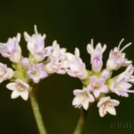 hartwrightia hartwrightia floridana
