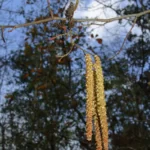 hazel alder catkins and cones alnus serrulata