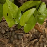 heartleaf ginger asarum arifolium