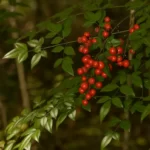 heavenly bamboo nandina domestica