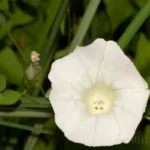 hedge false bindweed calystegia sepium