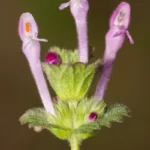 henbit deadnettle flower lamium amplexicaule