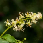 hoopvine flowers trichostigma octandrum