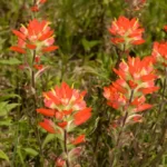 indian paintbrush castilleja indivisa
